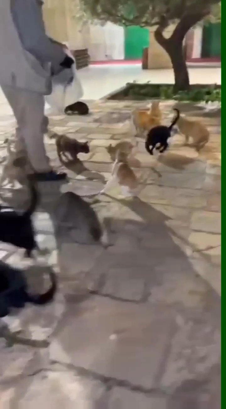 Rhan on UpScrolled: Memberi makan kucing-kucing di halaman Masjid Al-Aqsa yang suci…